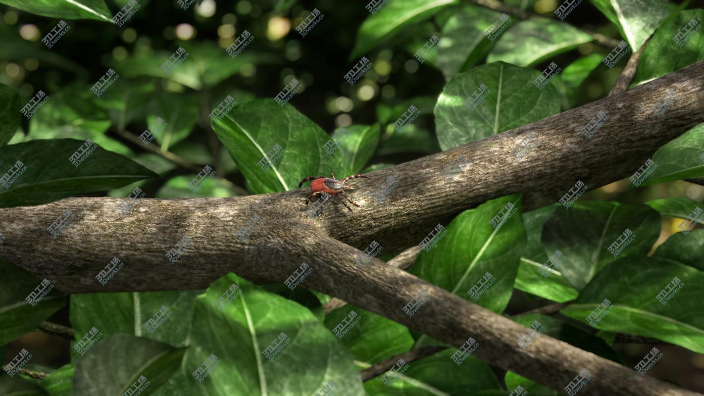 images/goods_img/202104022/Maya Tick realistic 3D model/2.jpg